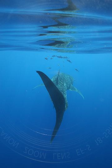 Mergulho 067.JPG